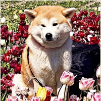 Эта милая мордаха тоже приехала за тюльпанами.:) :: Валерия Комова Эта милая мордаха тоже приехала за тюльпанами.:) :: Валерия Комова