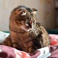 Проснулась, потянулась и… :: Владислав Левашов