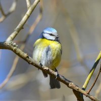 Лазоревка :: Константин Анисимов