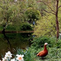 В Аптекарском :: ИРЭН@ . В Аптекарском :: ИРЭН@ .