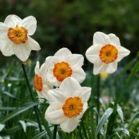 Глазунью заказывали? :: ИРЭН@ .