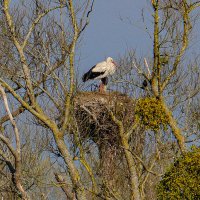 Аист вернулся :: Георгий А Аист вернулся :: Георгий А