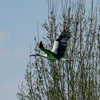 Аист испугался и улетел :: Георгий А Аист испугался и улетел :: Георгий А