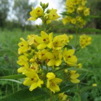 Вербейник :: Anna Ivanova