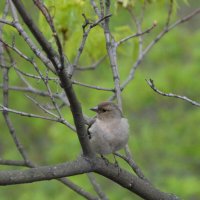 Зя́блица :: Николай Зя́блица :: Николай