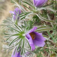 Весна :: Aleksandra Chochaeva Весна :: Aleksandra Chochaeva