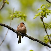 Зяблик :: Андрей Зайцев