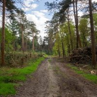 Лес, как есть... :: Николай Гирш