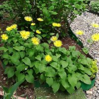 Дороникум :: Ольга Довженко