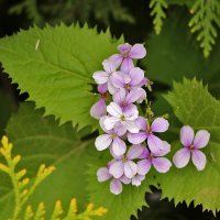 Лунник оживающий :: Светлана 