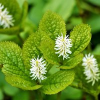 Хлорант японский :: Светлана 