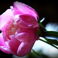 они на радость нам даны :: Олег Лукьянов