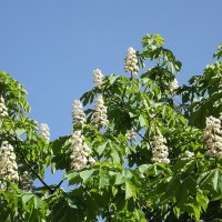 Каштан над городом... :: Freddy 97