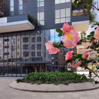 Милан небоскребы Bosco Verticale Вертикальный лес :: Civetta ***