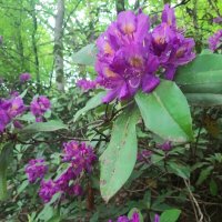 РОДОДЕНДРОНОВЫЙ РАЙ :: Tata Wolf