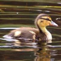 Утёнок :: Андрей Снегерёв Утёнок :: Андрей Снегерёв
