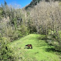 Мир Природы / Natural World - Мир, Природы, Natural, World :: "The Natural World" Александер