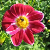 Жу - жу :: Дмитрий Петров