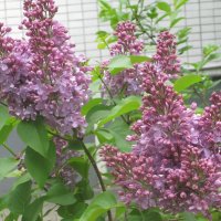 Вот и снова сиреневый май :: Дмитрий Никитин