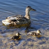 Первые :: ZNatasha - Первые :: ZNatasha -