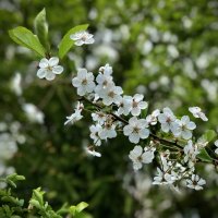 Вишневая веточка :: Любовь 