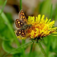 Бабочки, снятые вчера 1 :: Александр Прокудин Бабочки, снятые вчера 1 :: Александр Прокудин