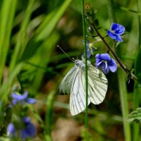 Бабочки, снятые вчера  4 :: Александр Прокудин