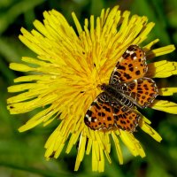 Бабочки, снятые вчера  5 :: Александр Прокудин