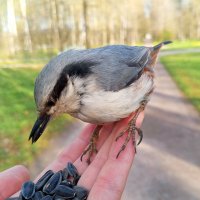 Поползень :: Сапсан 