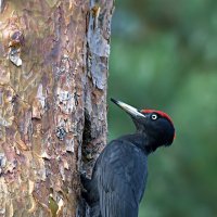 Желна :: Андрей Медведев
