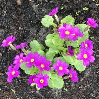 примула :: zavitok * примула :: zavitok *