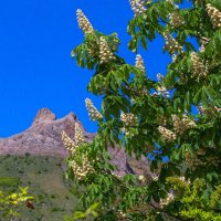 Каштан на фоне скалы :: Светлана Тихонина