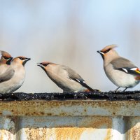 Свиристели. :: Виктор Иванович Чернюк