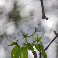 Яблоня :: Lyubov Busova Яблоня :: Lyubov Busova