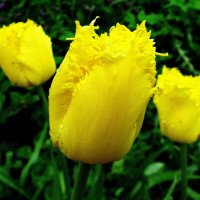 Бахромчатые тюльпаны :: Людмила Смородинская Бахромчатые тюльпаны :: Людмила Смородинская