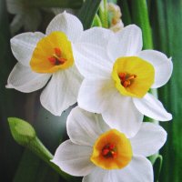 Красавцы :: Людмила Смородинская