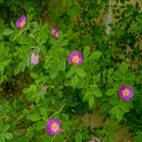 Шиповник :: Анатолий Чикчирный