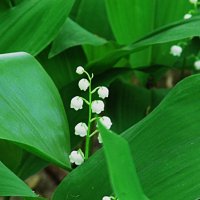 пора ландышей :: Елена Шаламова пора ландышей :: Елена Шаламова