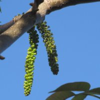 так цветёт грецкий орех :: Елена Шаламова