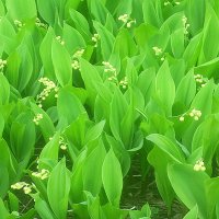 Привет из мая :: Елена Семигина