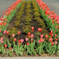 Тюльпаны у павильона "Армения" :: Татьяна Помогалова