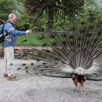 Павлин :: ZNatasha - Павлин :: ZNatasha -