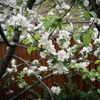 Цветение :: Владимир Кроливец Цветение :: Владимир Кроливец