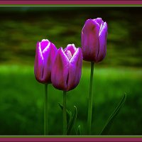 Тюльпаны :: Владимир Кроливец Тюльпаны :: Владимир Кроливец