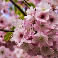 Сакура. :: Петр Беляков