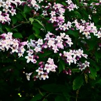 Весенние зарисовки 136 :: Алексей Кузнецов