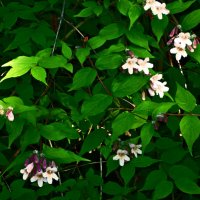 Весенние зарисовки 140 :: Алексей Кузнецов