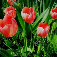 Тюльпаны - это дивные цветы... :: Ольга Довженко