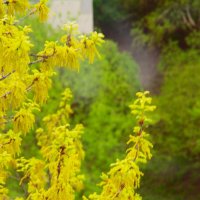 Дуб наш - с листочками ! :: Юрий Куликов Дуб наш - с листочками ! :: Юрий Куликов