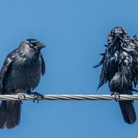 Ты кто? :: Георгий Кулаковский